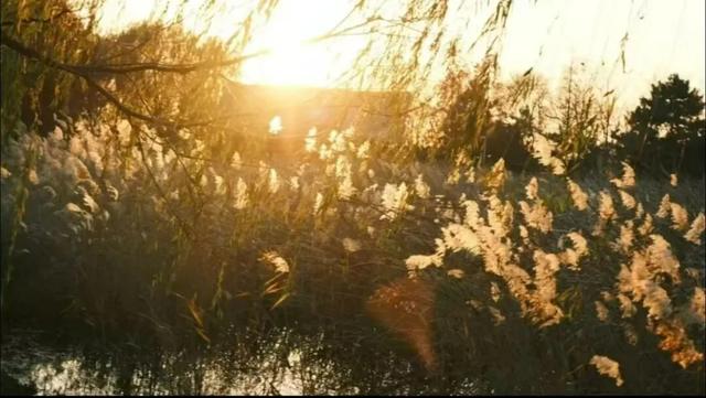 芦花飞雪！比人高+多机位！青岛氛围感芦苇荡初冬打卡地