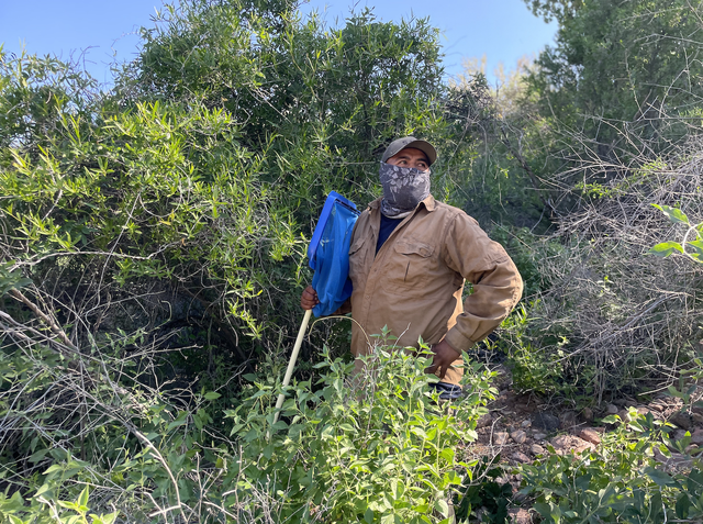 墨西哥岛屿呼唤救援：失去帝王蝶和吸蜜蝠，餐桌会发生什么？