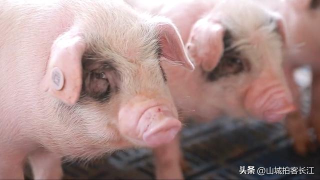 重庆和四川交界的宝藏郊区，因动物和美食享誉世界，你去过吗？