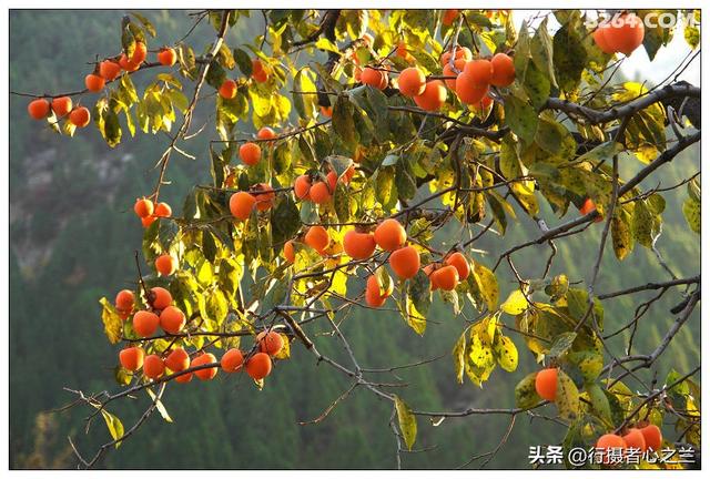 山东行游影记（193）—青州仰天山柿子沟（一）