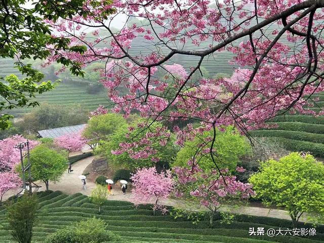 春光明媚 跟着摄影师镜头畅游美丽中国