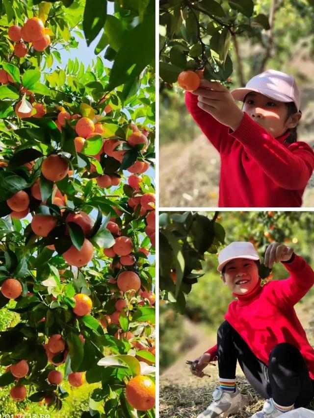 从化寻宝挖冬笋，摘砂糖橘任意吃，土窑烤披萨，DIY非遗竹节人！