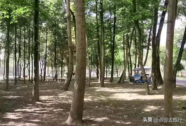 成都超级冷门公园，绿肺中的烟火成都，不要门票，1元公交直达！