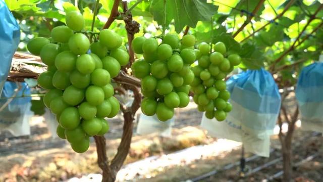 汉源有个月亮湾，月亮湾有个千亩葡萄观光采摘园