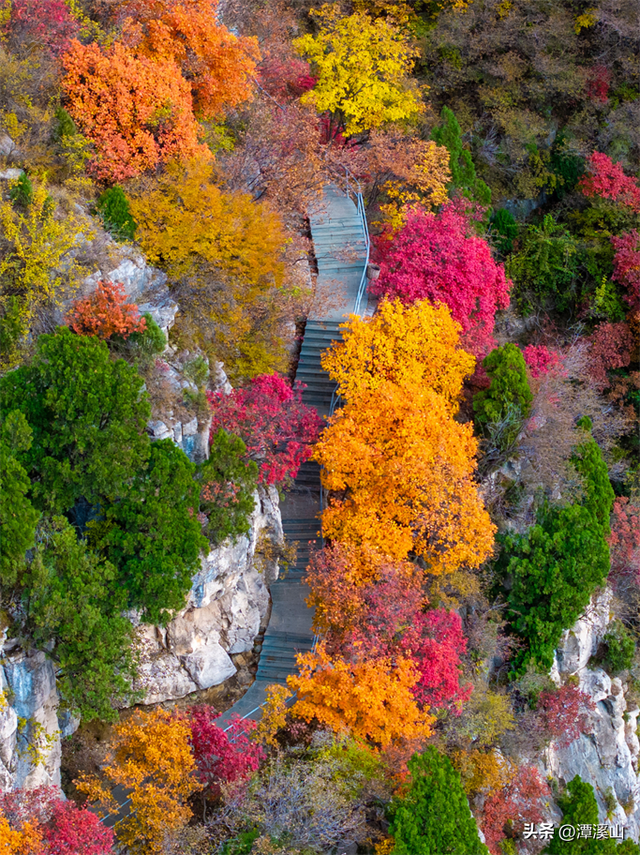 淄博红叶进入全盛期，漫山遍野醉人红