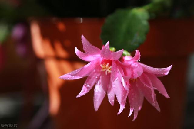 “开花”英语怎么说？可不是open flower！
