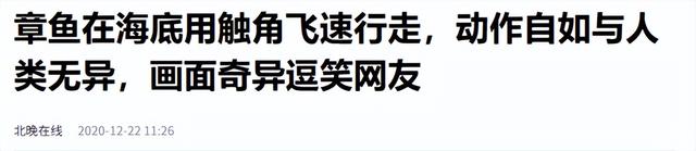 章鱼凭啥玩转海洋？研究员解密章鱼手臂，精准分工还有12种模式