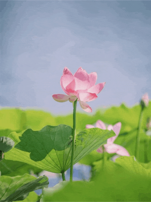 延庆：“好 运 莲 莲”~~