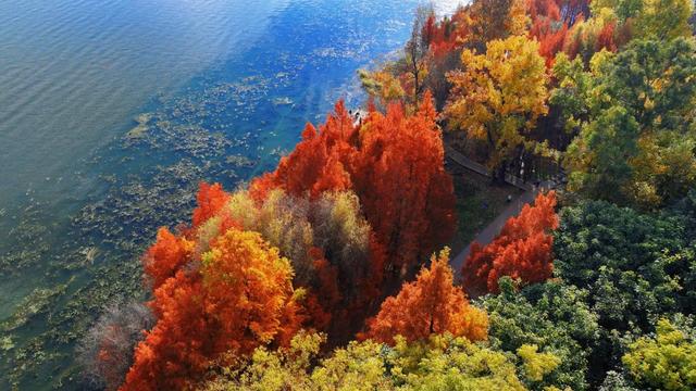 在大理，这个落叶像雪的季节