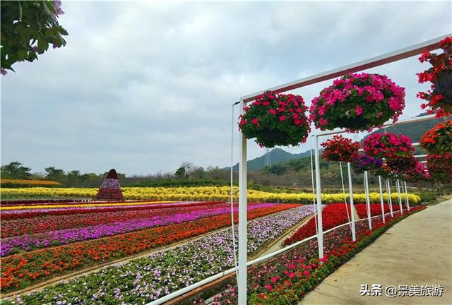 国庆首日三水迎客！花海与矿湖引爆南山旅游热