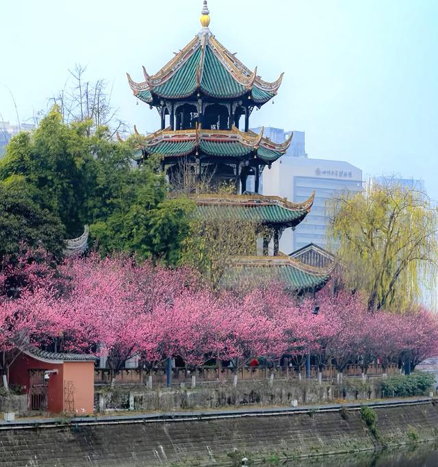成都市内最美红梅观赏地，1000米梅花长廊，堪称性价比之王！