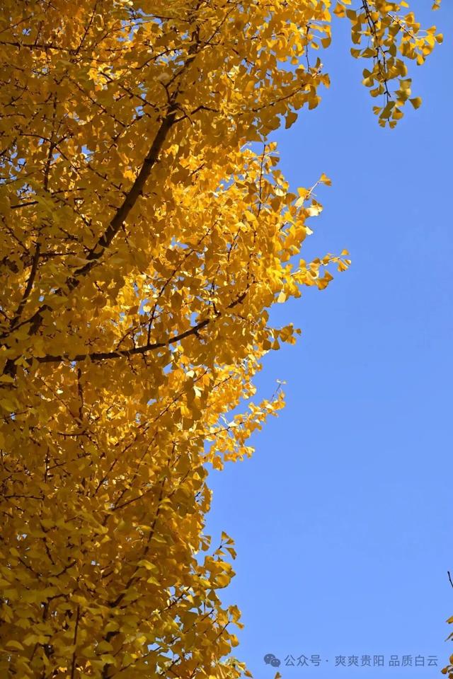 【爽游白云】曹关湿地公园的限定秋色