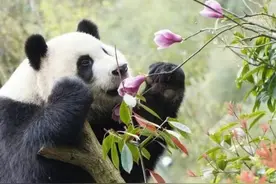 万物复苏，又到了动物______的季节图片