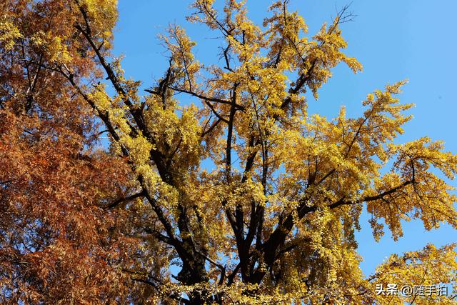 又是一年银杏璀璨时,上海闵行一棵300余年古银杏树进入醉美时刻