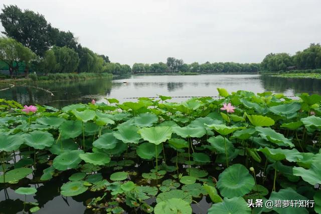 北京什刹海西海湿地公园：人少景美的赏荷胜地，还有一座美术馆