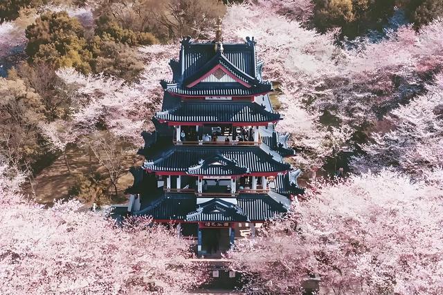 武大樱花：限定美景，背后历史勿忘！
