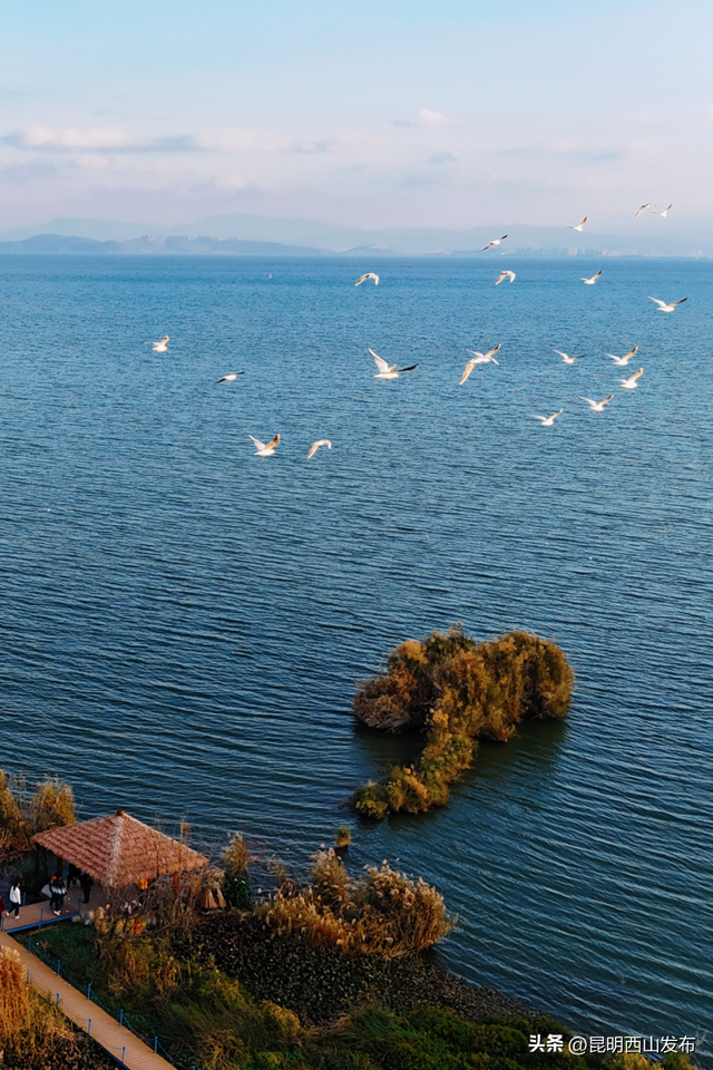 鸥了鸥了，红嘴鸥大部队即将抵达！这些小众“鸥”遇点千万别错过