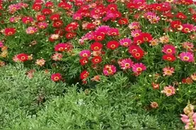 土里拌点它，立马变成酸性土，养花不黄叶，开花贼大!图片