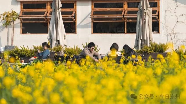 日均近10000人次！坐着高铁来崇州看“花花”