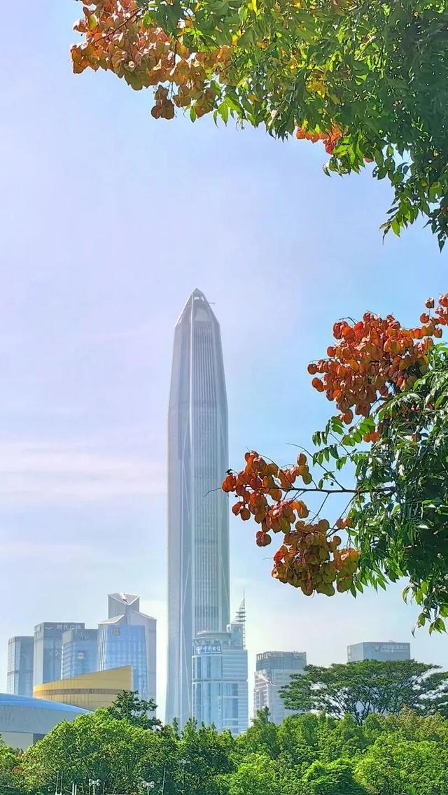 开始红了！就在莲花山，很多深圳人都在“蹲”！