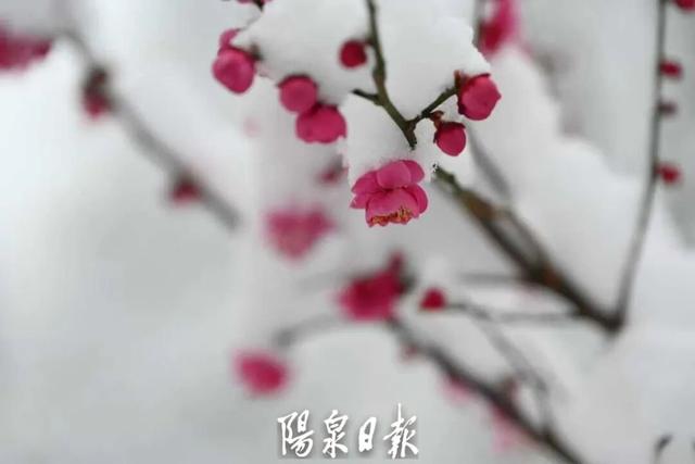 阳泉春雪上线，每一帧都是壁纸