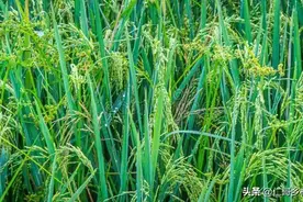 大跃进，亩产上万斤，结果打脸，现代社会，亩产1200公斤，考智商图片