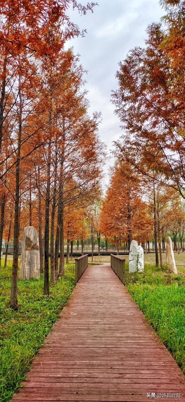 秋去韵留！许昌秋景余韵动人