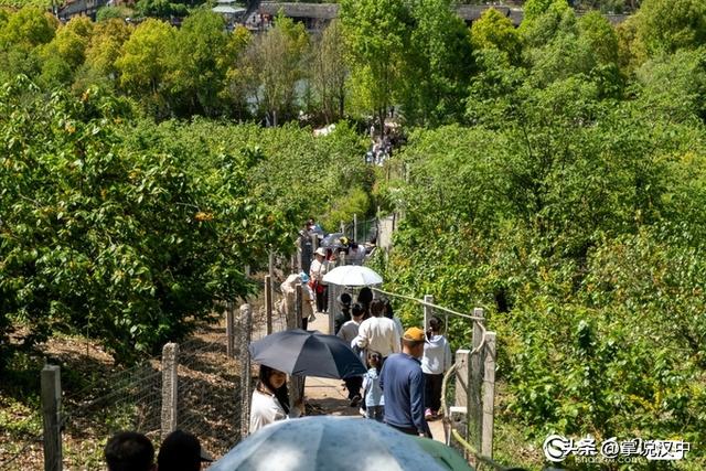 西乡2.3万余亩樱桃抢鲜上市 采摘季首日人气爆棚