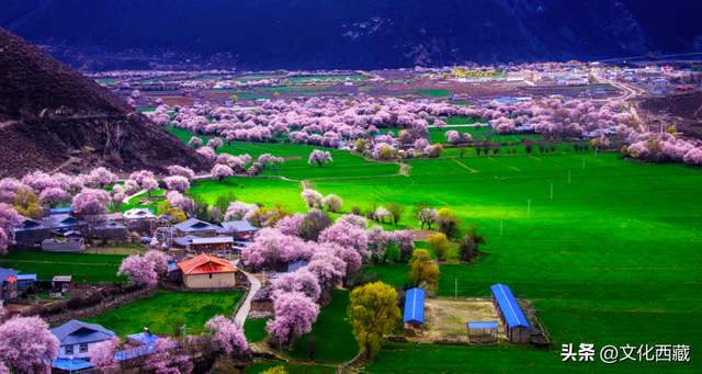 西藏这个地方，即将火爆！真正定义了什么是顶级春色！