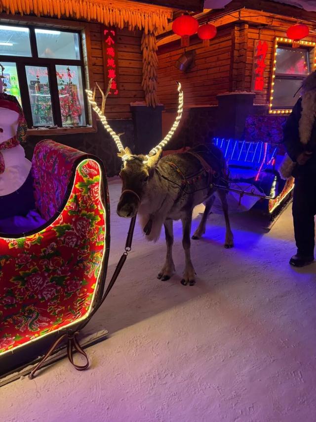 爆火的东北游里，“比家猫还乖”的雪狐不正常