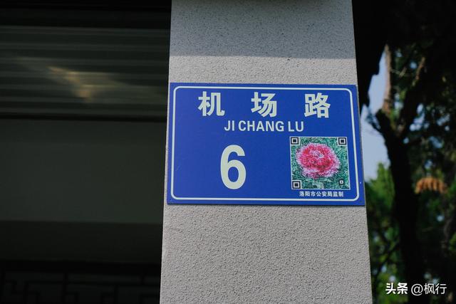 唯有洛阳，能让牡丹不只是花，而是历史本身