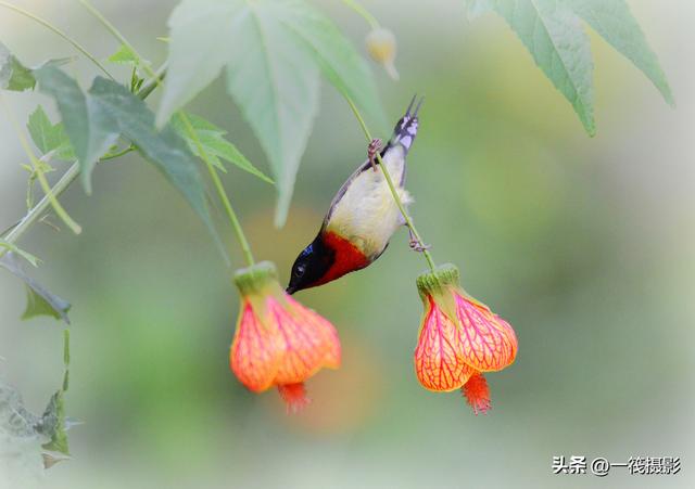 叉尾太阳鸟，拥抱反纹悬铃花