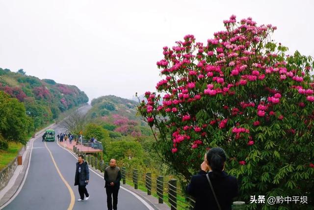百里杜鹃已进入全面赏花期！不用等、不用盼，来了就能看！