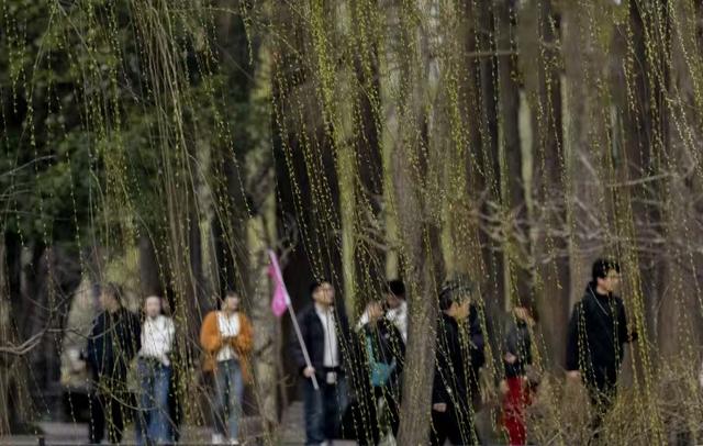 春风沉醉的瘦西湖