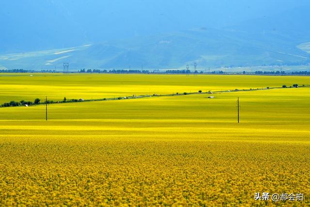 青海门源万亩油菜花海：登上四个观景点，各有风情入画来！