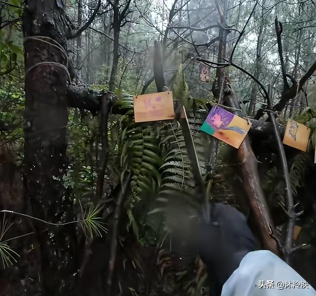 苍山自闭男孩遇难！离走失点一公里，知情人发声，难怪迟迟找不到