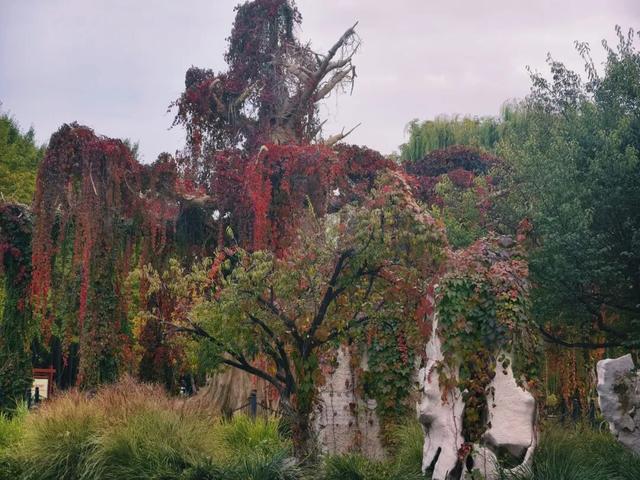 秋韵满园！石家庄市植物园赏秋攻略，请查收→