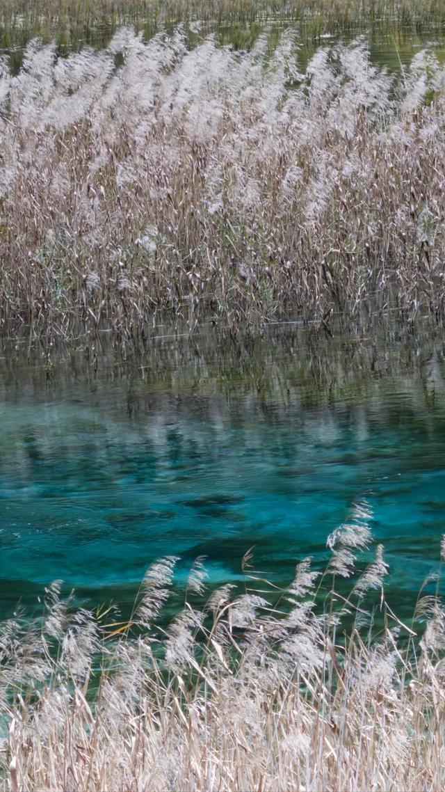 【今日九寨沟】秋季彩林最后的盛宴，明年再见！