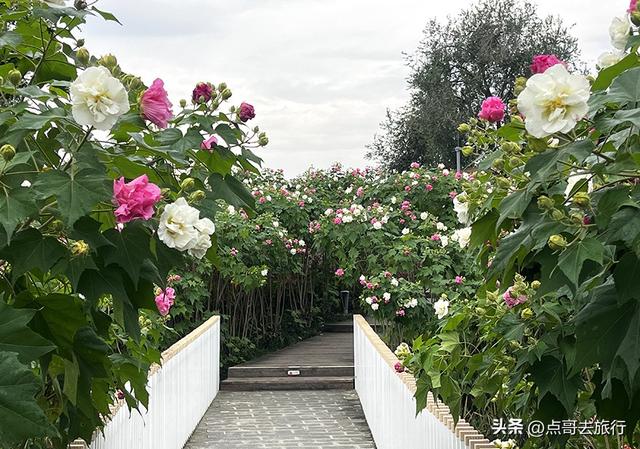 成都芙蓉花最新攻略，公交车直达，一处比一处惊艳，4处都免费！