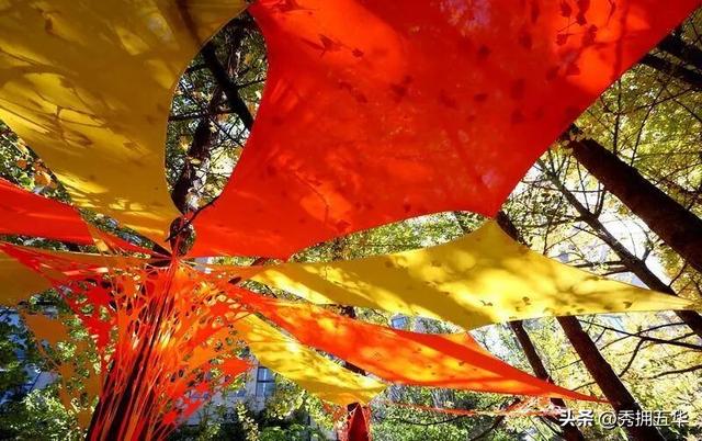 去版筑翠园，在“无尽梦银杏节”中打卡冬日休闲金色盛宴