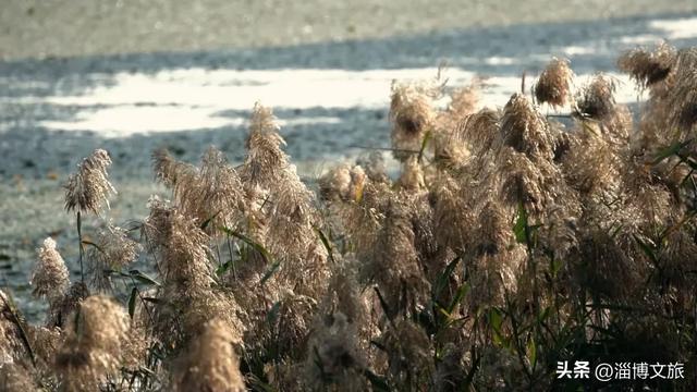 气温骤降8℃,「雪」要来了!在淄博,邂逅一场白色浪漫→