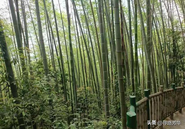 隐没在竹海深处，静享独处时光