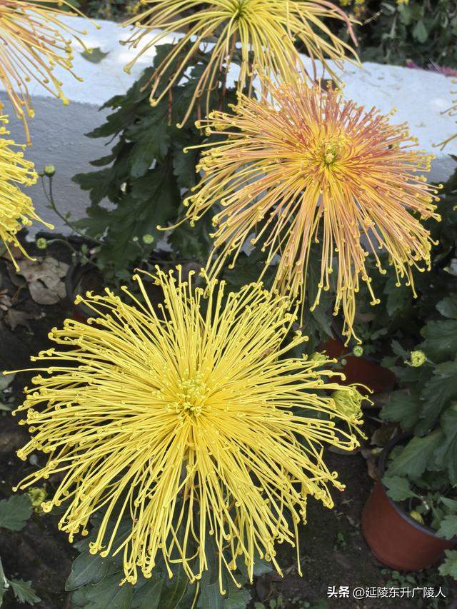 常州城东横山桥白龙观 冬日菊花节 采菊东篱下，悠然见横山