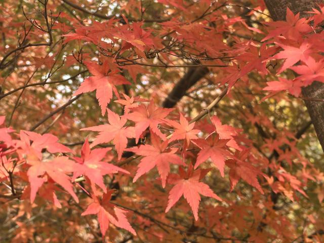 南京栖霞山一日徒步，游千年古刹，看漫山红叶