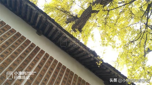 黄了黄了！西安秦岭1700年神仙古树，又到一年最美时！