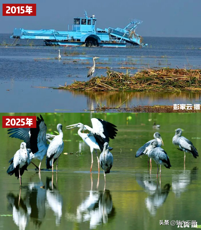 这些年，异龙湖的这“一抹蓝”更动人了