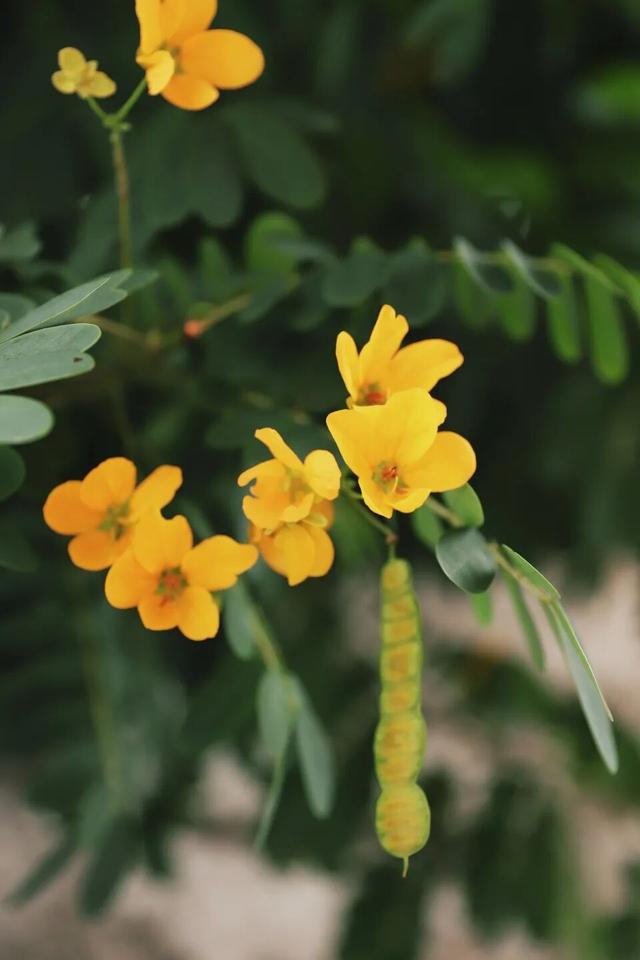 秋意浓，花开正艳！这周末，来东莞万江赏花秋游吧！