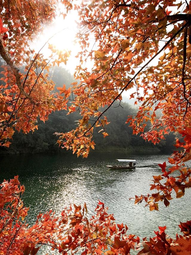 广东哪里赏秋？四条绝美自驾路线遇见南国红叶黄叶