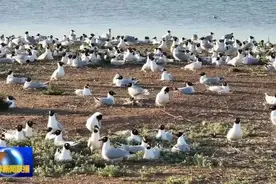 呵护野生动物 共建生态家园～榆林多措并举为野生动植物筑起“安全屏障”图片
