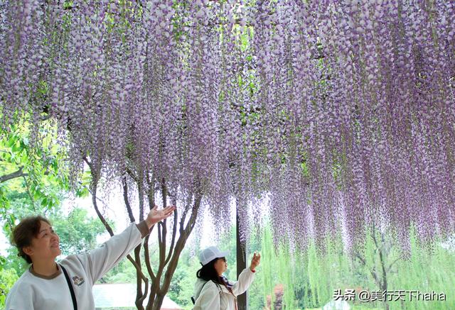 玉渊潭公园紫藤花开，诗意满满，演绎“一帘幽梦”的极致浪漫